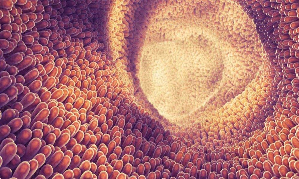 Microbiota intestinal ¿Qué es y por qué es importante cuidarla? Microbiota intestinal ¿Qué es y por qué es importante cuidarla?